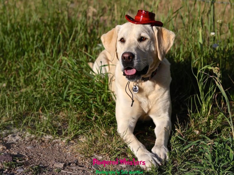 Dog/_Cat Cowboy hat Cowboy hat /_costume for dogs and catsRed/_Tan/_Black Cowboy HatMiniature Cowboy Hat
