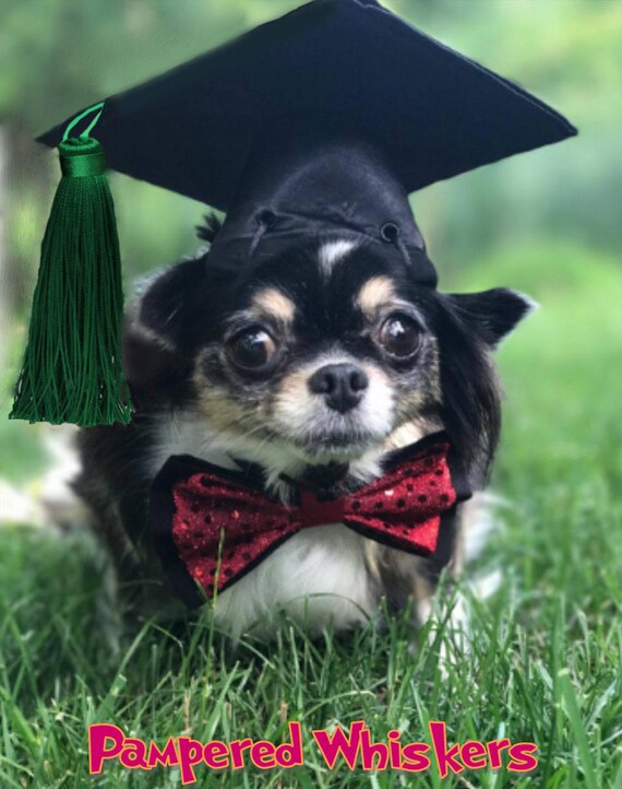 Dog with graduation cap Clearance