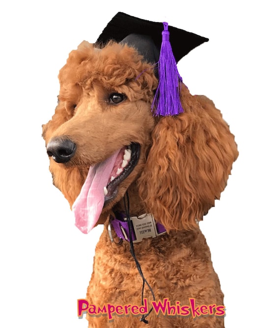 graduation cap dog