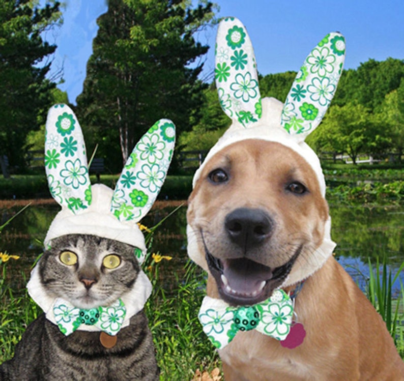 Hasenohren für Hunde und Katzen Etsy
