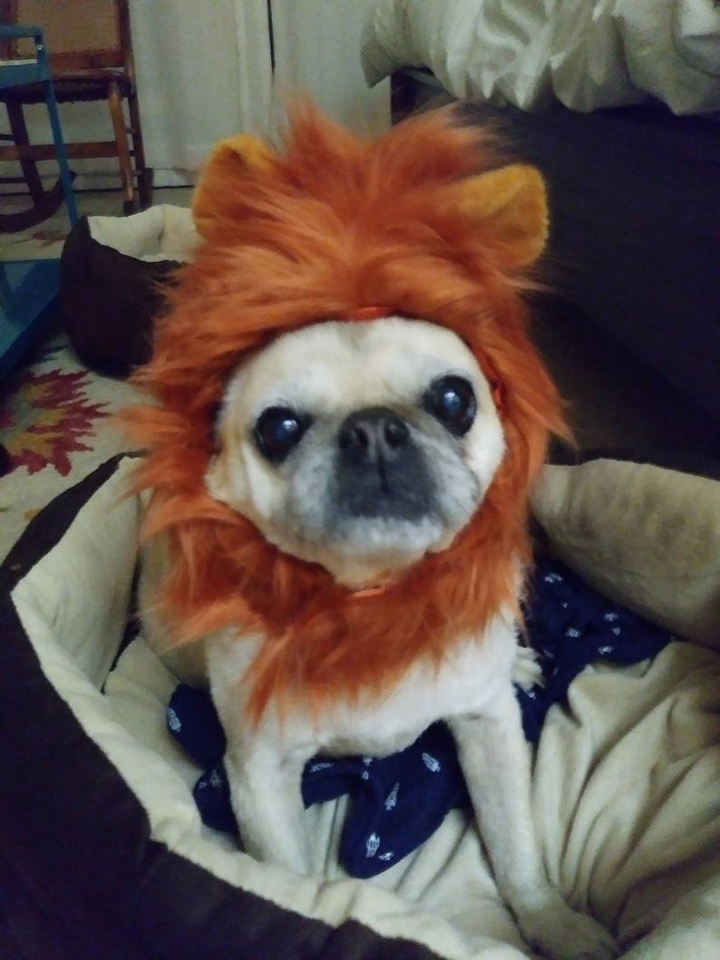 Lion Mane for Cats & Dogs in Signature Hat Box Etsy