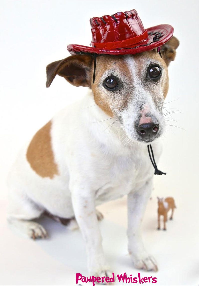 personalized red/_black/_ tan Cowboy Hat for Dogs and Cats Dog/_Cat Cowboy hat for cats and dogs