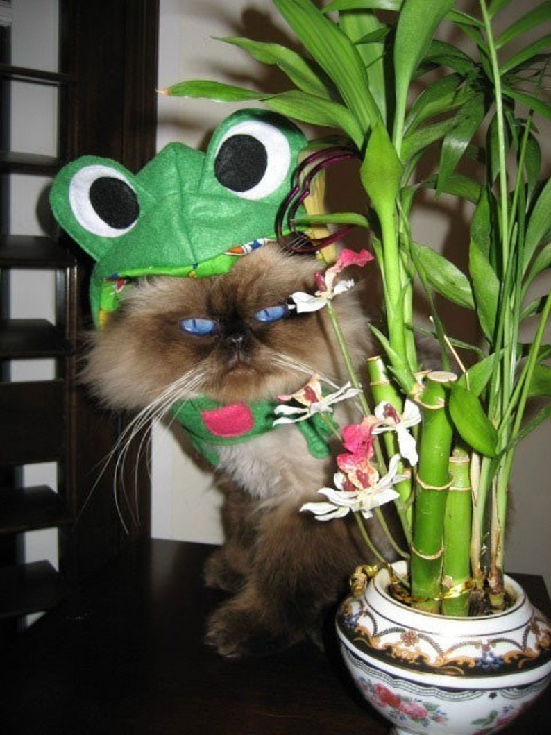 Costume De Grenouille Infrognito Pour Chat Ou Chien Etsy