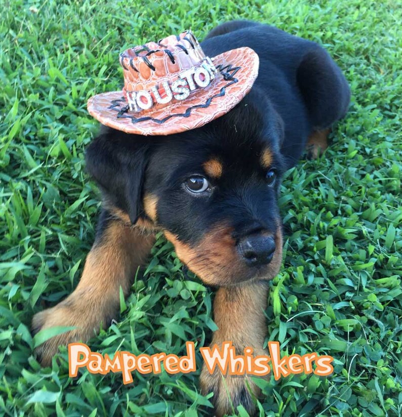 personalized red/_black/_ tan Cowboy Hat for Dogs and Cats Dog/_Cat Cowboy hat for cats and dogs