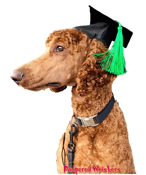 graduation cap dog
