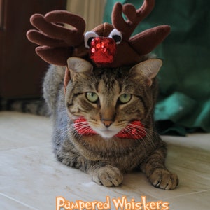 cat reindeer costume