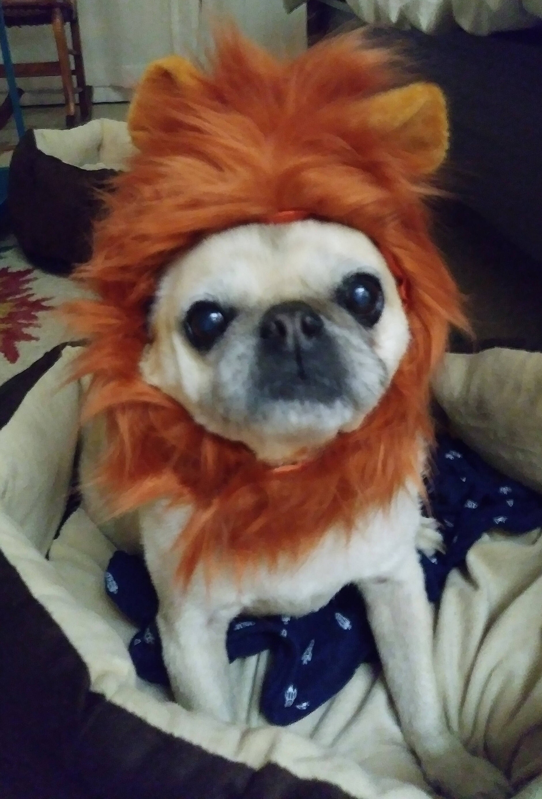 Lion Hat for Cats and Dogs in signature gift bag Etsy