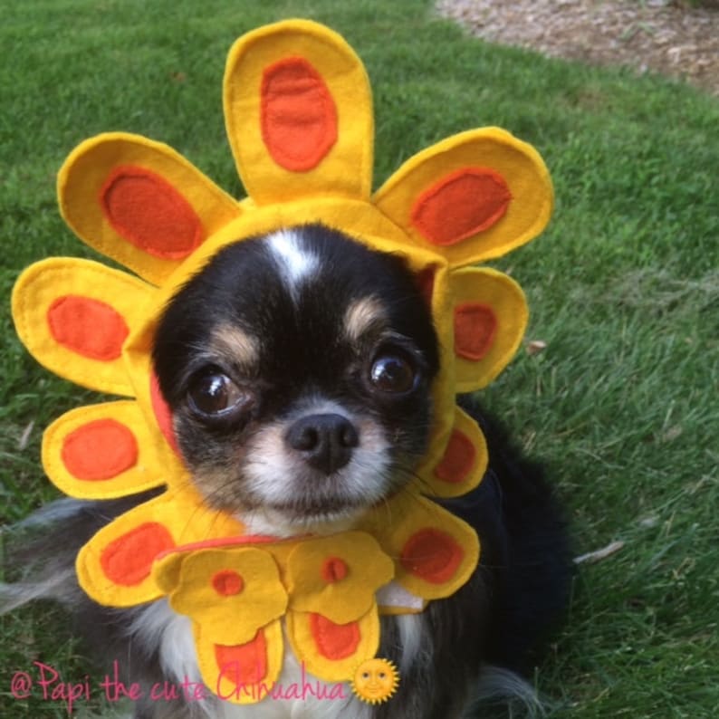 Dog Flower Hat Dog Flower Costume Dog Sunflower Hat Dog Etsy