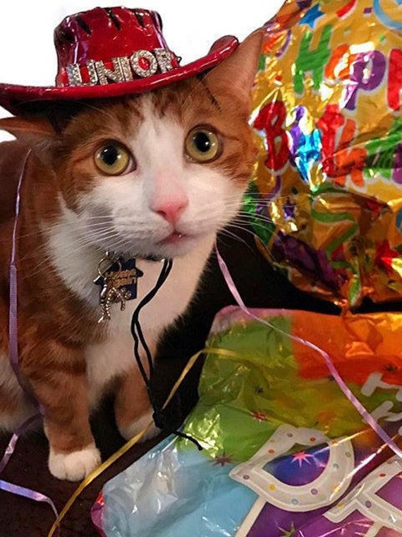 Chapeau D Anniversaire De Chat Chapeau De Partie De Chat Etsy