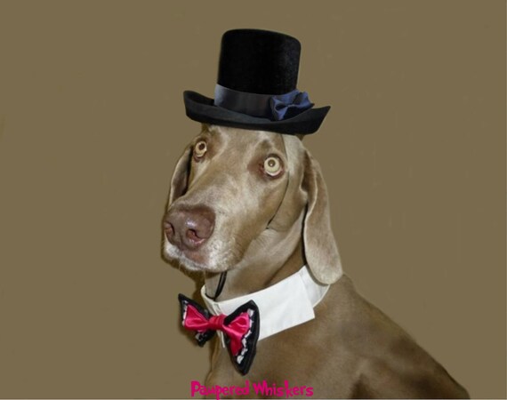 dog top hat