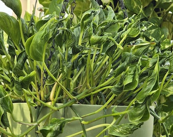 Rare Variegated Shangri-La Pothos Cutting – Twisted Foliage & Bold Variegation | Unrooted and Freshly Cut