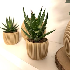 Può includere: Tre piante grasse in vaso in fioriere beige a coste. La pianta di aloe vera al centro ha foglie verdi con macchie bianche e bordi affilati. Le altre due piante sono più piccole e hanno un fogliame verde simile.
