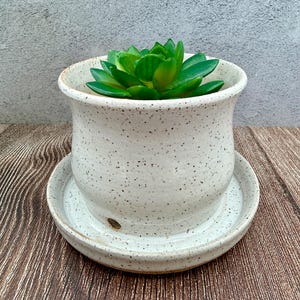 May include: A speckled white ceramic planter with a matching saucer, holding a vibrant green succulent. The planter has a rounded shape with a slightly flared rim. The succulent is a bright green color.