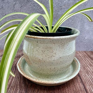 May include: A speckled, light green ceramic planter with a matching saucer, holding a spider plant. The plant has long, green and white striped leaves. The pot has a rounded shape with a slightly flared rim. The saucer sits beneath the pot.