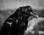 Halloween raven portrait photograph, monochrome, black and white photography print, blackbird, black, grey, dark raven photo, nature print