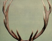 Holiday Decor, Antler Wall Art, Rustic Home, Surreal Photograph Deer Antlers Teal Mint Green Wall Decor Photography Print, Gift for Dad