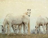 Horse Photography, Dreamy Animal Photography, White Horses, Nature Photo, White, Cream, Golden