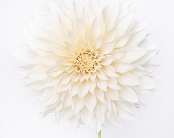 Flower Photography - White Dahlia, Floral Still Life Photography, Botanical Wall Decor, Neutral Decor, Large Wall Art