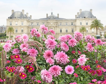 Paris Photography - Pink Dahlias at Luxembourg Gardens, French Home Decor, Gallery Wall, Large Wall Art, Pink Paris Art Print