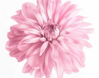 Flower Photography - Pink Dahlia on White, Floral Still Life Photography, Wall Decor, Wall Art