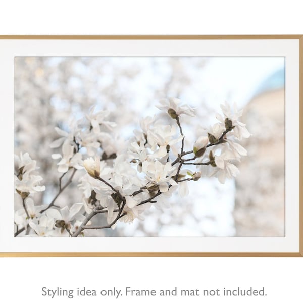 Paris Photography - White Magnolias at Pont Neuf, Paris Art Print, Gallery Wall, Large Wall Art, French Home Decor