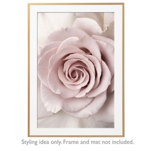Peut inclure: Gros plan sur une rose rose p&acirc;le &agrave; la texture douce et d&eacute;licate. La rose est nette, tandis que l'arri&egrave;re-plan est flou.