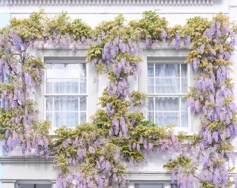 London Photography - Wisteria Cottage in Notting Hill, Spring in London, Purple Blossoms, England Travel Decor, Large Wall Art, Gallery Wall