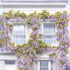 London Photography - Wisteria Cottage in Notting Hill, Spring in London, Purple Blossoms, England Travel Decor, Large Wall Art, Gallery Wall