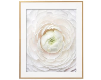 Paris Photography - Pale White Ranunculus, Paris Floral Art Print, Neutral Decor, Gallery Wall, Large Wall Art, French Home Decor