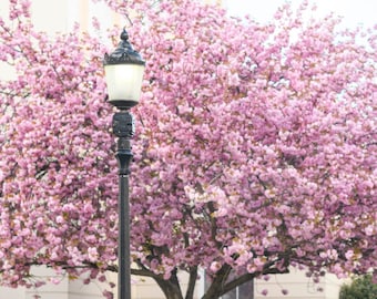 London Photography - Cherry Blossoms at York Terrace, Vertical, England Travel Photo, Large Wall Art, Home Decor, Gallery Wall