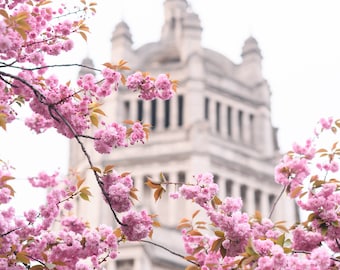 London Photography - Cherry Blossoms at the Victoria and Albert Museum, England Travel Photo, Large Wall Art, Home Decor, Gallery Wall