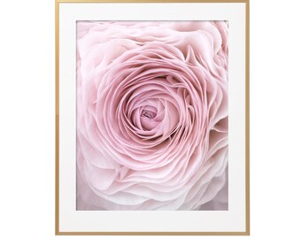 May include: A close-up of a delicate pink flower with soft, layered petals. The flower is in focus, while the background is blurred.