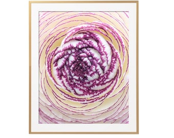 Floral Photography - Striped Ranunculus Photograph, Floral Art Print, Gallery Wall, Large Wall Art, Floral Home Decor