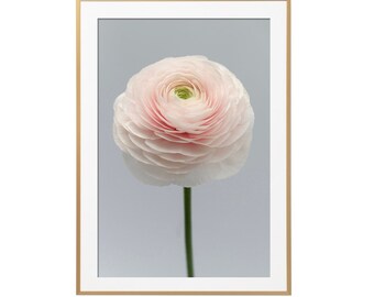 Floral Photography - Hanoi Ranunculus Photograph, Floral Art Print, Gallery Wall, Large Wall Art, French Home Decor