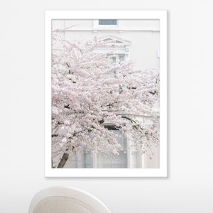 London Photography - White Cherry Blossoms in Notting Hill, England Travel Photo, Large Wall Art, Home Decor, Gallery Wall