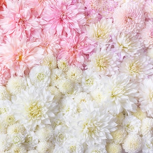 Flower Photography - Pink and White Dahlia Carpet, Floral Still Life Photography, Botanical Wall Decor, Neutral Decor, Large Wall Art