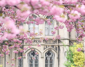 New York Photography - Cherry Blossoms on Broadway, Spring in New York, French Home Decor, Large Wall Art