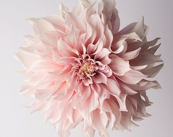 Flower Photography - Floral Still Life Photography, Pink Dahlia, Cafe au Lait, Wall Decor, Wall Art