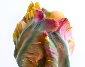 Flower Photography - Tulip Botanical Photograph, Floral Still Life Photography, Home Decor, Large Wall Art