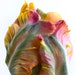 see more listings in the Nature and Floral Photos section