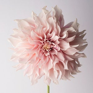 Flower Photography Floral Still Life Photography, Pink Dahlia, Cafe au Lait, Wall Decor, Wall Art image 1