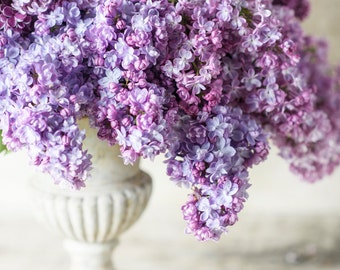 Floral Photography - Double Lilac Bouquet, Fine Art Photograph, Floral Wall Art, Botanical Wall Decor