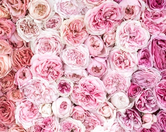 Rose Photography - Bed of Roses I, Botanical Photograph, Floral Still Life, Nature Photography, Large Wall Art, Home Decor