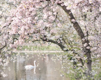 London Photography - Spring in St James Park, Pink Blossom Tree, Swan, England Travel Photo, Large Wall Art, Home Decor