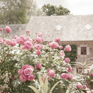 French Country Photography, Rose Garden and Cottage, Country Home Decor,  Fine Art Travel Photograph, Large Wall Art