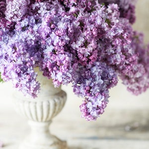Floral Photography - Double Lilac Bouquet, Fine Art Photograph, Floral Wall Art, Botanical Wall Decor