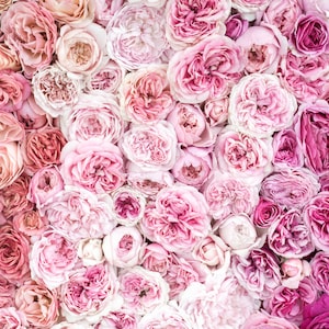 May include: A close-up image of a wall of pink roses. The roses are arranged in a gradient pattern, with the lightest pink roses at the top and the darkest pink roses at the bottom.