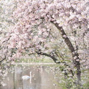 London Photography - Spring in St James Park, Pink Blossom Tree, Swan, England Travel Photo, Large Wall Art, Home Decor