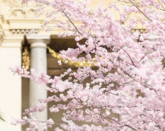 Fotografia de Paris - Flores de cerejeira no Petit Palais, Primavera em Paris, Parede da galeria, Impressão artística de Paris, Arte em parede grande
