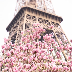 Op de afbeelding: Een close-up van een roze magnolia boom in bloei met de Eiffeltoren op de achtergrond.